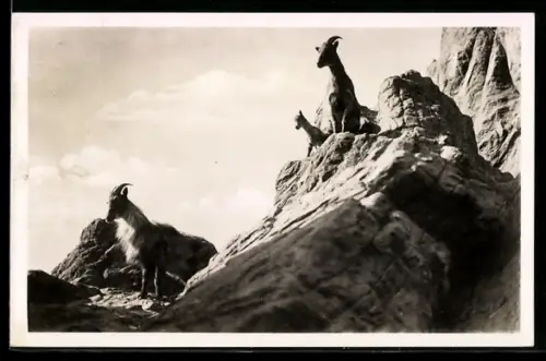 AK Stellingen-Hamburg, Carl Hagenbeck`s Tierpark, Hochgebirge: Tharziegen