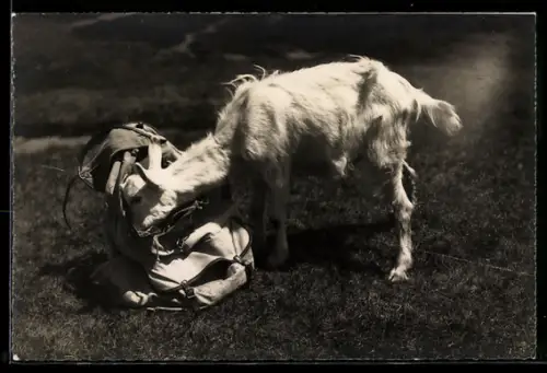Foto-AK Emanuel Gyger: Gizi auf Besuch, Ziege