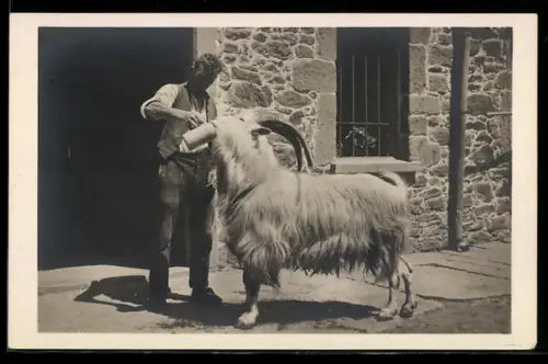 AK Durstiger Ziegenbock bekommt Bier zu trinken