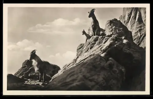 AK Stellingen-Hamburg, Carl Hagenbeck`s Tierpark, Hochgebirge: Tharziegen