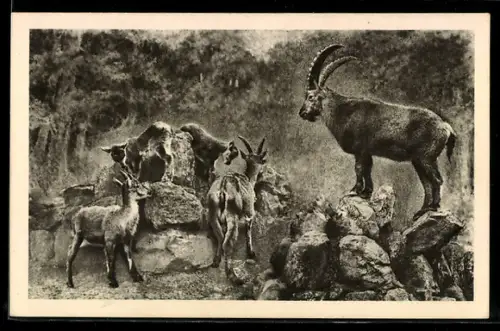 AK Wien-Schönbrunn, Menagerie, Alpensteinbock