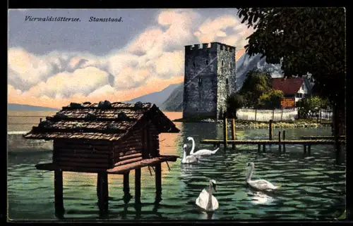 AK Stansstad, Vierwaldstättersee mit Schwänen und Wachtthurm