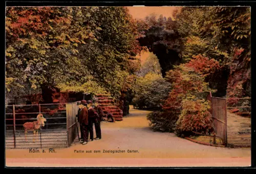 AK Köln a. Rh., Partie aus dem Zoologischen Garten