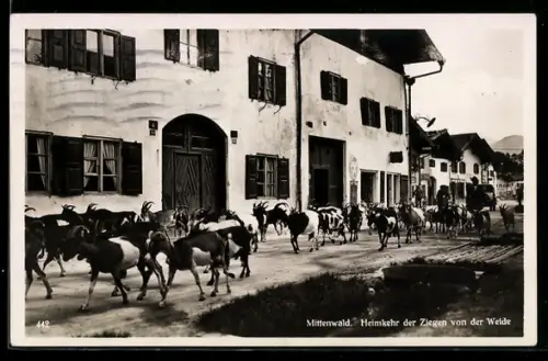 AK Mittenwald, Heimkehr der Ziegen von der Weide