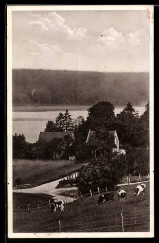 AK Ratzeburg, Gasthaus zur Farchauer Mühle C. Hübner, See, Weide mit Kühen