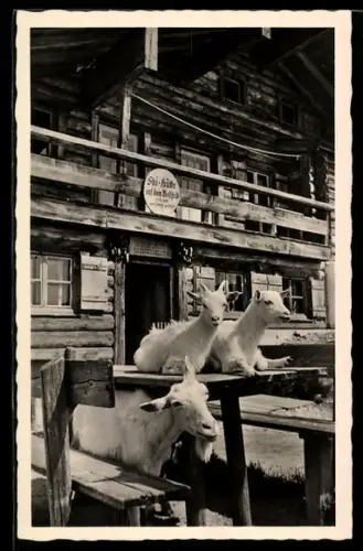 AK Berchtesgaden, Ziegen an der Ski-Hütte auf dem Rossfeld