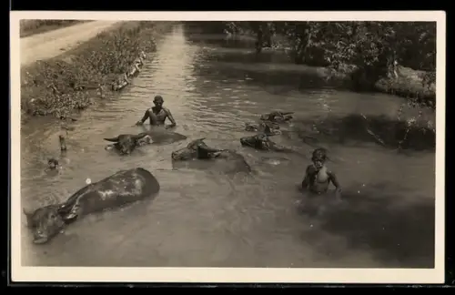 AK Rinder und Hirten beim Bad in einem Fluss