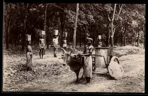 AK Sierra Leone, Ablieferung von Waren bei einem Ochsengespann mit grossem Behälter