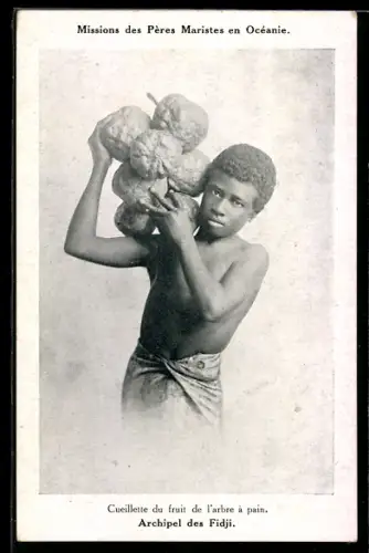 AK Fidji, Cueillette de fruit de l'arbe a pain