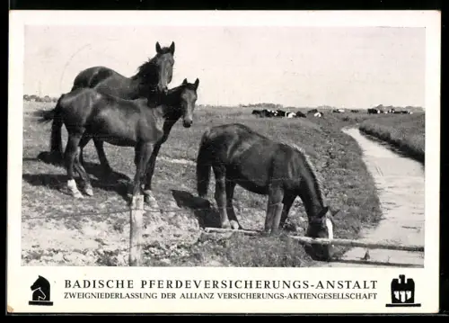 AK Badische Pferdeversicherungs-Anstalt, Trinkende Pferde
