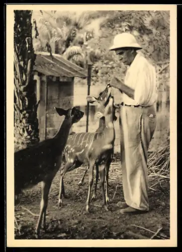 AK Albert Schweizer bei seinen Antilopen, Portrait des Forschers