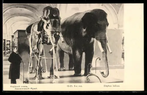 AK Skelett eines Elefanten neben einem Modell, Rotes Kreuz Russland