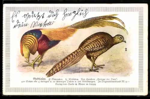 AK Verlag Quelle & Meyer in Leipzig, Goldfasanenmännchen und -weibchen