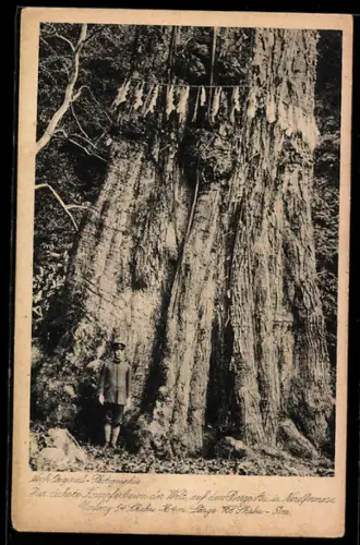 AK Soldat beim dicksten Kampferbaum der WElt auf dem Berge Ari in Nordformosa