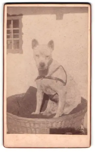 Fotografie unbekannter Fotograf und Ort, Heller Hund in einem Korb sitzend, Trockenstempel 1894
