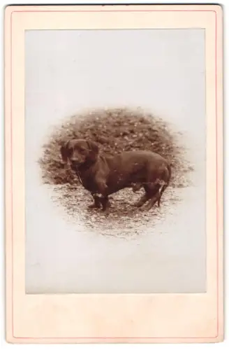 Fotografie unbekannter Fotograf und Ort, Dackel auf einem Steinweg stehend, Hund