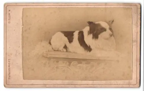 Fotografie R. Wetzig, Ludwigsburg, Stuttgarter Str. 10, Corgi auf Podest liegend, Hund
