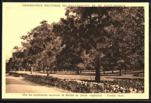 AK Les Quatre Routes, Cooperative Fruitière, Une des nombreuses noyerales de Marbot en pleine végétation