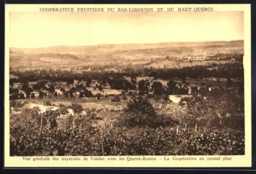 AK Les Quatre Routes, Cooperative Fruitière, Vue generale des noyerales de Condat