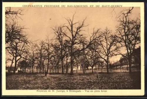 AK Quatre-Routes, Noyeraie de M. Jarrige, vue en plein hiver