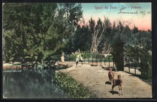 AK Pretoria, Round the pond in the zoo