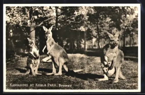 AK Sydney, Kangaroos at Koala Park