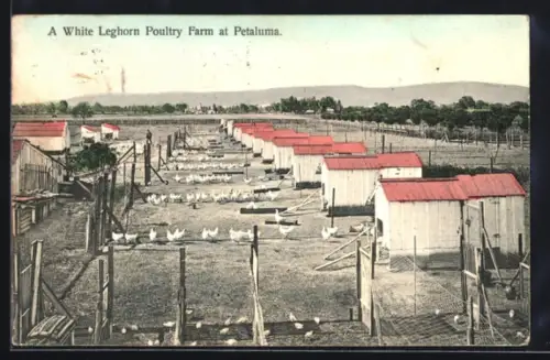 AK Petaluma, CA, A White Leghorn Poultry Farm