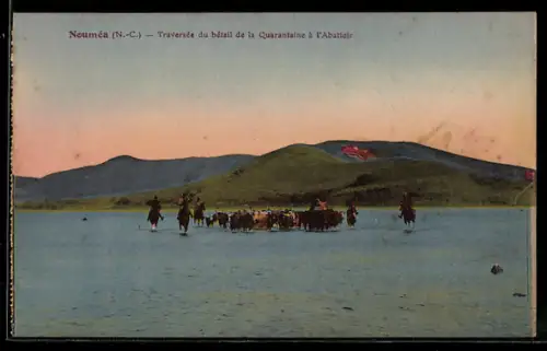 AK Nouméa /N.-C., Traversée du bétail de la Quarantaine à l`Abattoir