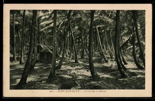 AK Iles Loyalty, Cocoteraie à Ouvéa