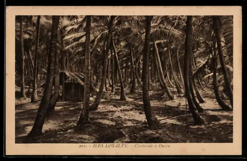 AK Iles Loyalty, Cocoteraie à Ouvéa