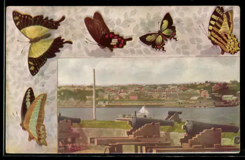 AK Sydney, Milson`s Point, Schmetterlinge im Passepartout