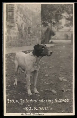 AK Jagdhund an einer Leine vor einem Haus