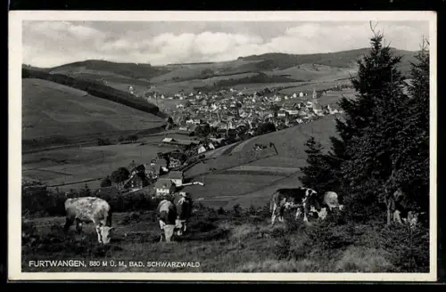AK Furtwangen /Bad. Schwarzwald, Ortsansicht mit Weiden und Rindern