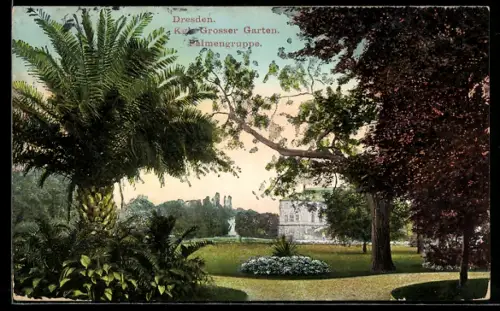 AK Dresden, Grosser Garten, Palmengruppe