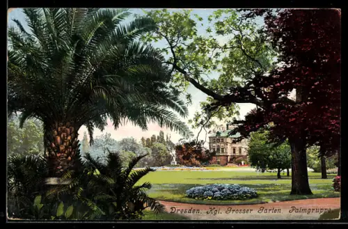 AK Dresden, Kgl. Grosser Garten, Palmgruppe