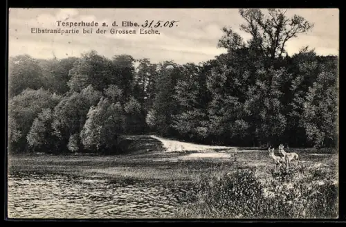 AK Tesperhude a. d. Elbe, Elbstrandpartie bei der Grossen Esche