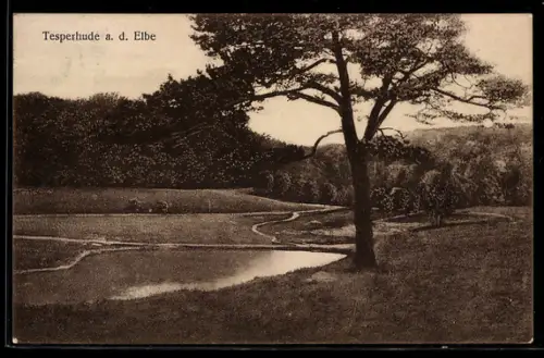 AK Tesperhude a. d. Elbe, Landschaft mit Baum und Teich