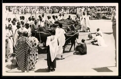 Foto-AK Watutsi in traditioneller Kleidung mit Rindern