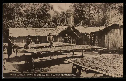 AK Trocknen von Kakaobohnen nach der Fermentierung