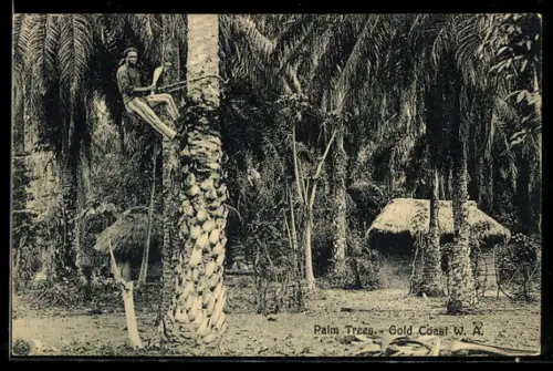 AK Gold Coast, Palm Trees, Mann erklettert eine Palme zur Kokosnus-Ernte