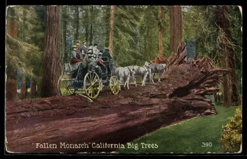 AK California, Fallen Monarch Tree