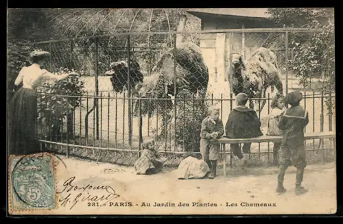 AK Paris, Au Jardin des Plantes, Les Chameaux