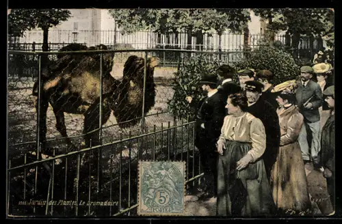 AK Paris, Jardin des Plantes, Le Dromadaire et les visiteurs devant l`enclos