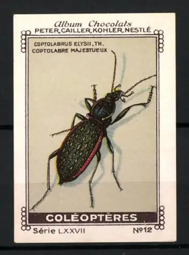 Reklamemarke Album Chocolats, Peter, Cailler, Kohler & Nestlé, Schwarzer Käfer Coleopteres
