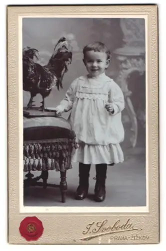 Fotografie J. Svoboda, Praha-zizkov, Husova trída 853, Lotta Pane mit ausgestopftem Hahn, Taxidermie