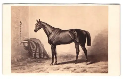 Fotografie Goupil & Cie, Paris, Boulevard Montmartre 19, Elegantes Rennpferd im Stall, nach einem Gemälde
