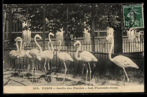 AK Paris, Jardin des Plantes, Les Flamants roses