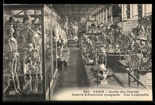 AK Paris, Jardin des Plantes, Galerie d`Anatomie comparée, Vue d`ensemble