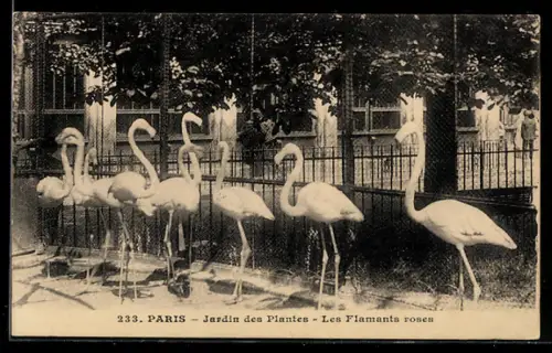 AK Paris, Jardin des Plantes, Les Flamants roses