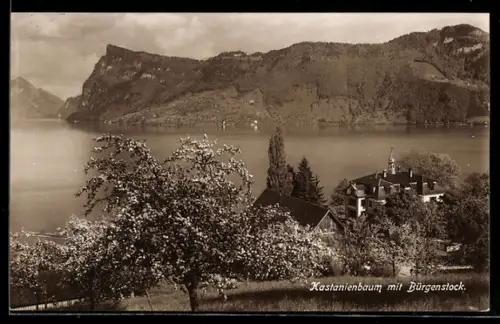 AK Kastanienbaum, Panorama mit Bürgenstock